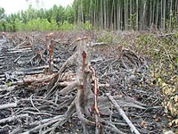 Singapore Land Pollution Picture on Oil Pollution In Singapore S Mangroves Image From Wild Singapore