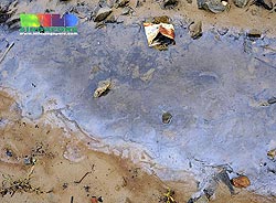 Singapore Land Pollution Picture on Oil Pollution In Singapore S Mangroves Image From Wild Singapore