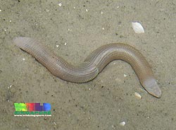 marine roundworms