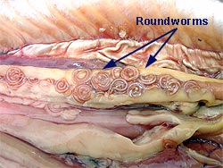 marine roundworms