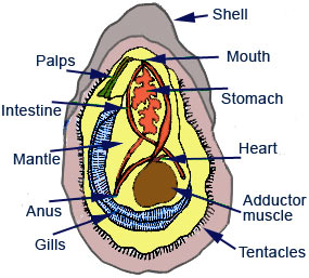 How do bivalves reproduce?