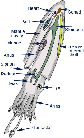 sections of a squid