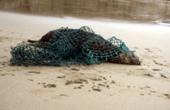 Image copyright WWF