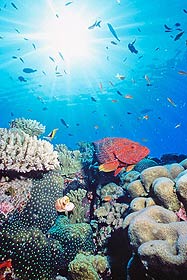 The beauty and diversity  of the Great Barrier Reef