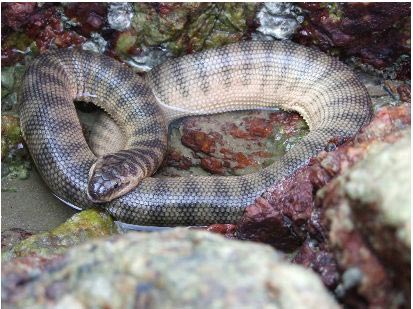 Hook Nosed sea snake