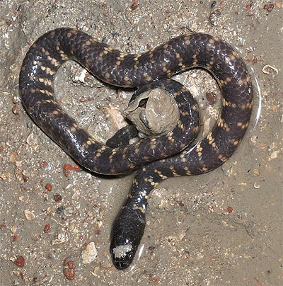 Marbled Sea Snake