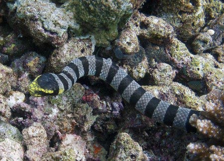 Banded Sea krait