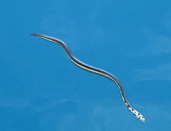 Sea Snakes of Australia