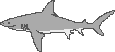 Bullshark