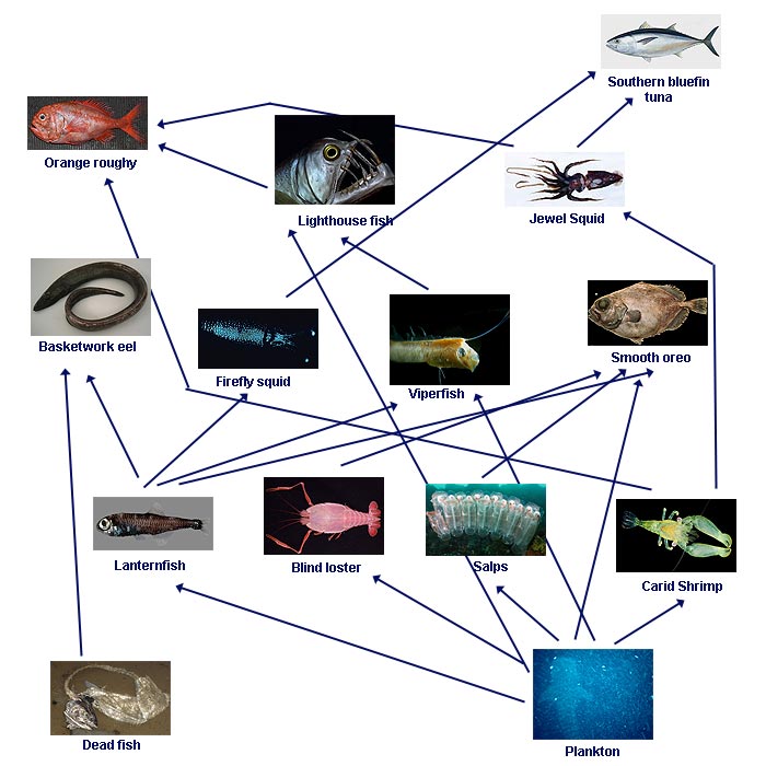 ocean decomposers