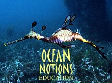 Find out more about Ocean Notions