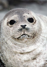 Seal