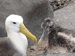 Albatross and chick 