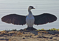 Cruciform Cormorant