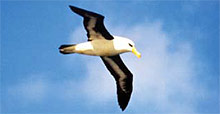 Black-browed albatross